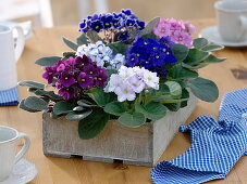 Saintpaulia ionantha (African violet) in wooden box