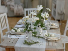 Christmas orchid table decoration in white