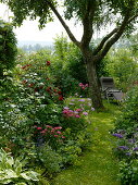 Bed with Rose, Dianthus barbatus (Barnacle), Cosmos