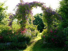 Path through rose arch with rose 'Violet Blue'