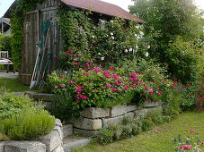 Roses on granite dry stone wall