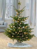 Nordmann fir as a Christmas tree