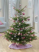Abies (Nordmann fir) decorated as a Christmas tree