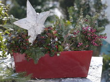 Red balcony box with Gaultheria 'Winter Pearls' (false berry), Pernettya