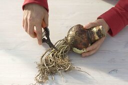 Planting red amaryllis in white pot (1/4)