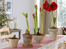 Verschiedene Wachstumsstadien von Hippeastrum (Amaryllis)