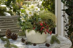 Winterliche Schale mit Helleborus (Christrose), Gaultheria (Scheinbeere)