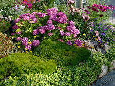 Hydrangea macrophylla (Hortensie), davor Erica carnea (Winterheide)