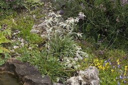 Leontopodium alpinum (edelweiss) flowering in small alpinum, Sedum acre