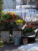 Tulipa 'Couleur Cardinal' (tulips), Iris danfordiae (yellow iris), Primula