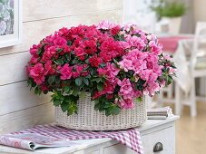 Rhododendron simsii (room azalea) in white basket