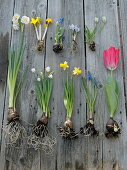 Tableau mit Frühlings - Zwiebelblumen