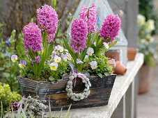 Hyacinthus 'Pink Pearl' (hyacinths), Viola cornuta Lavaliere 'White with Pink Wing' (lavaliere)