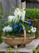 Blau-weiß bepflanzter Spankorb: Hyacinthus 'White Pearl' (Hyazinthen), Tulipa