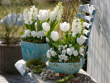 Tulipa 'Mondial' (Tulpen), Hyacinthus 'White Pearl' (Hyazinthen), Viola corn