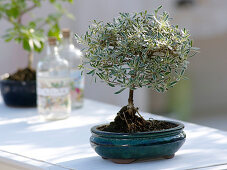 Coprosma Kirkii als Bonsai in blauer Schale