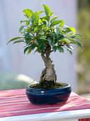 Ficus retusa (Chinese fig tree), 8 years old