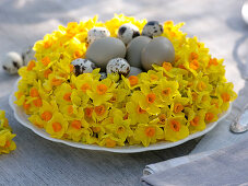 Potted daffodil wreath as easter nest