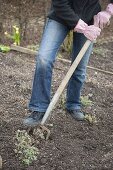 Woman digging up Nepeta fassenii 'Walker's Low' (catmint) with a digging fork