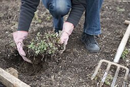 Woman lifting Nepeta fassenii 'Walker's Low' (catmint) out of the ground