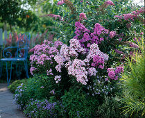 Phlox arendsii 'Purple Star', 'Pink Star', Phlox paniculata