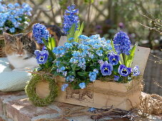 Wooden box planted with blue spring bloomers