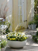 White-yellow planted shell with dogwood