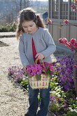 Girl with Primula acaulis (primroses) in braided bag