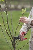 Planting and growing fruit trees in the tub