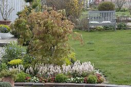 Planting a spring bed with fan maple and foam flower (3/3)