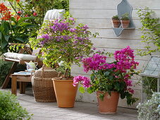 Violette und pinke Bougainvillea, Canna indica (Indisches Blumenrohr)