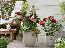 Camellia japonica 'Dr. Burnside 'dark red, right-'Laurie Bray' pink