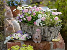 Spring basket with Bellis, Viola cornuta, Carex