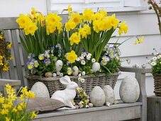 Frühlingskorb mit Narcissus 'Dutchmaster' und 'Pinza' (Narzissen), Viola