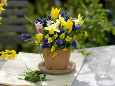 Blue-yellow spring bouquet, muscari, tulipa