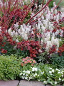 Red-white spring border