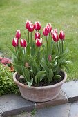 Tulipa 'Leen van der Mark' (Tulpen) in Terracotta-Schale