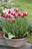 Tulipa 'Leen van der Mark' (Tulpen) in Terracotta-Schale