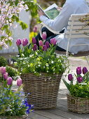Tulipa 'Cum Laude' purple, 'Valentine' purple-white (tulips) and Galium