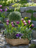 Spring basket with Tulipa 'Ballade' (lily-flowered tulips), Rosmarinus