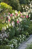 Tulipa 'White Imperator' , 'Van Eijk' (Tulpen), Tiarella (Schaumblüte)