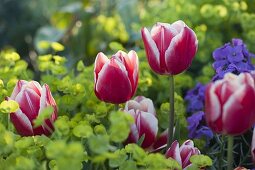 Tulipa 'Debutante' (Tulpen), Euphorbia (Wolfsmilch), Erysimum (Goldlack)