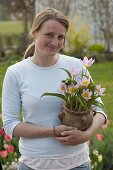 Frau mit Tulipa bakeri (Wildtulpen) in Terracotta-Topf