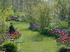 Lawn path between spring beds with tulips