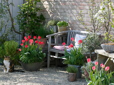 Gravel terrace with tulips, herbs and fruit trees
