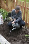 Planting vine by garden fence 4