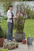 Bucket with homemade trellis of willow