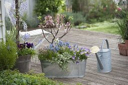 Malus 'Evereste' (Zierapfelbaum) mit Muscari 'Blue Magic'