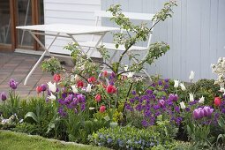 Tulipa 'White Triumphator', 'Valentine' purple-white, 'Van Eijk' red-white (tulips)