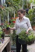Woman buying tomato plants (Lycopersicon) at garden centre